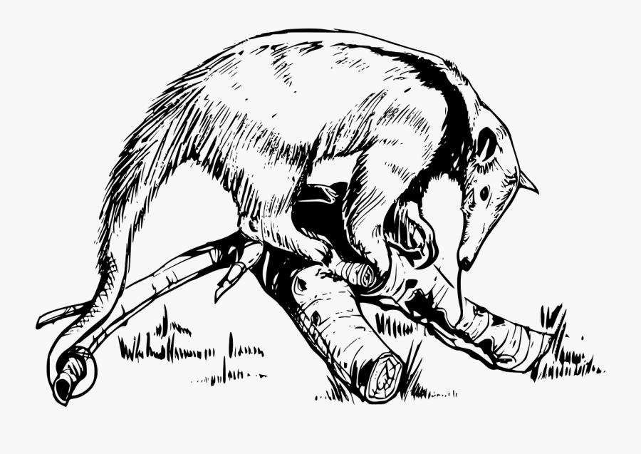 Anteater 2 - Anteater Drawing, Transparent Clipart