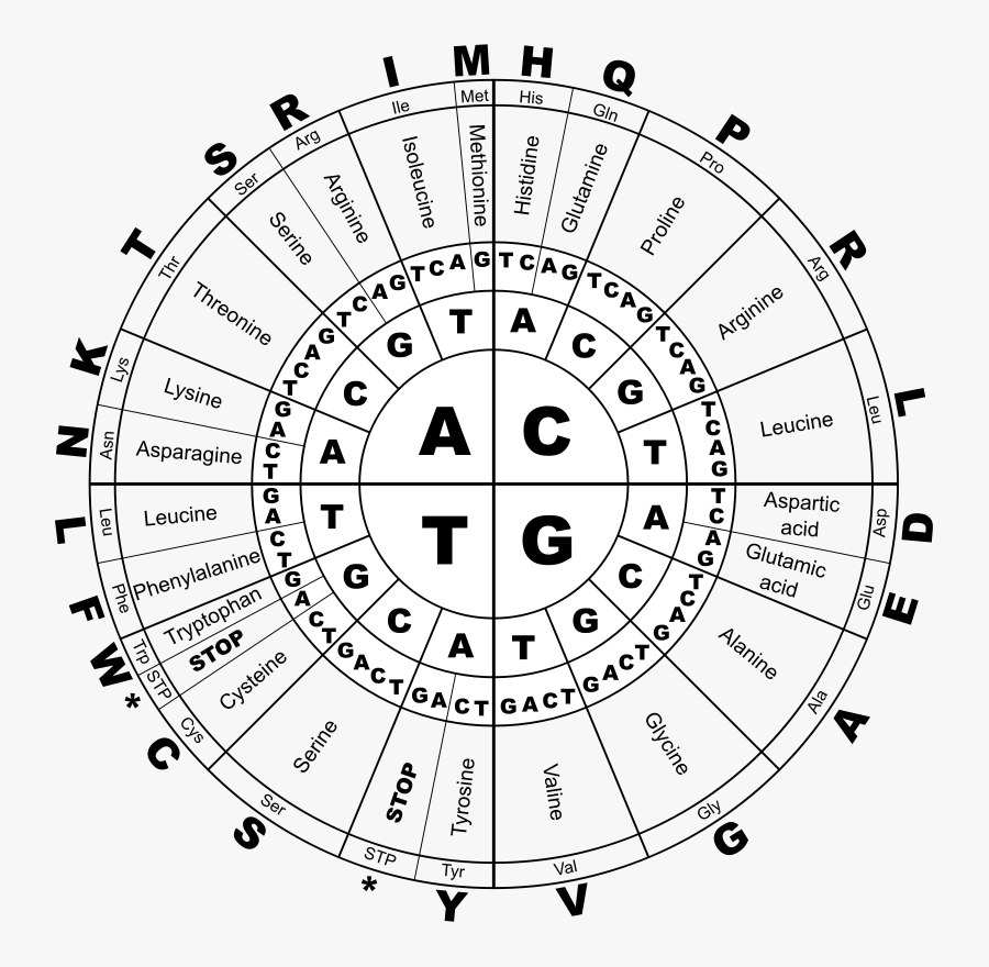 Genetic Code Bw - Rna Genetic Code, Transparent Clipart