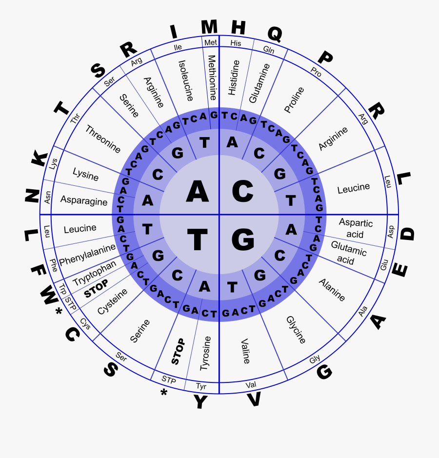 Genetic Code - Amino Acid Translation, Transparent Clipart
