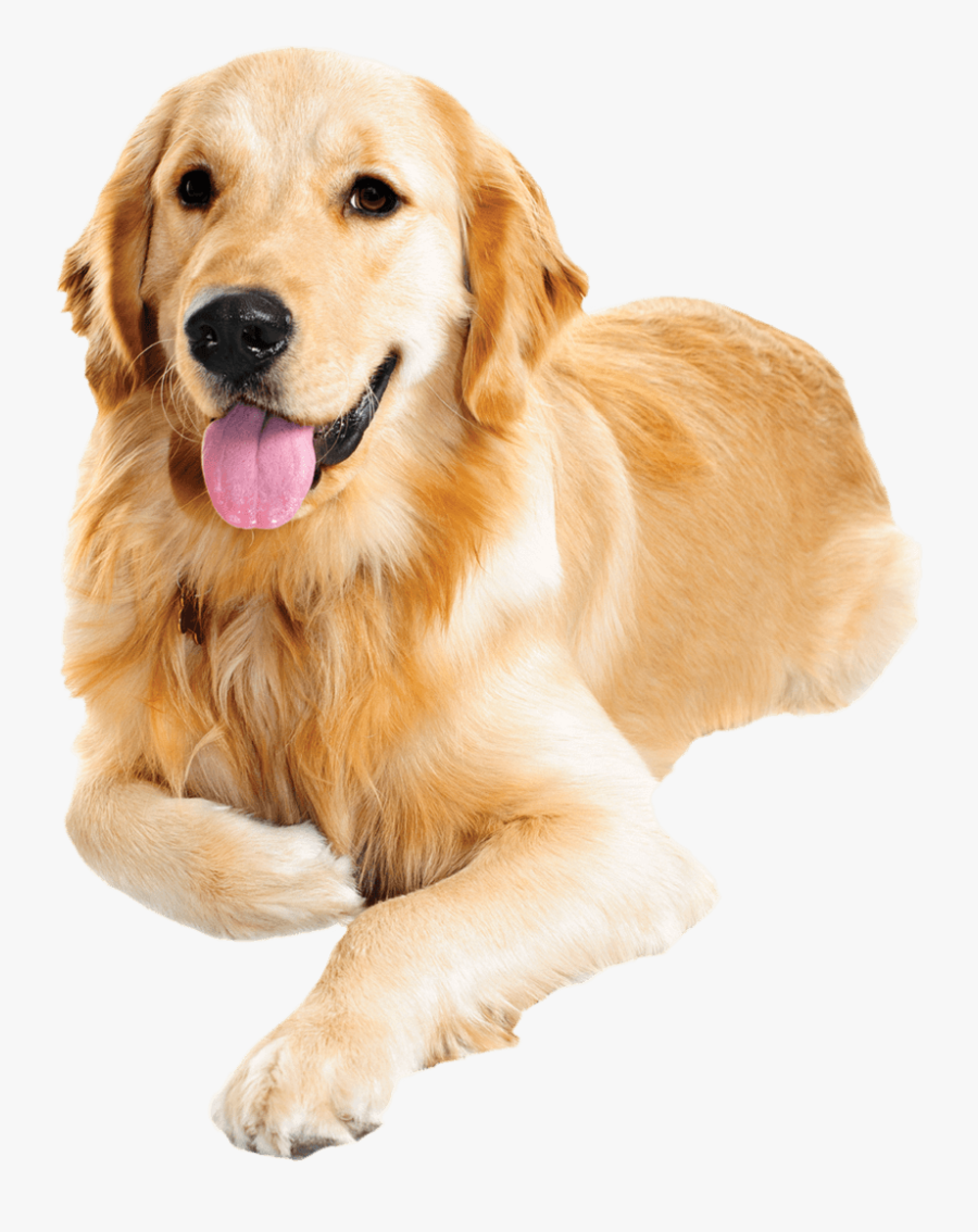 Dog Food Cat Food Pet Food - Golden Retriever Png, Transparent Clipart