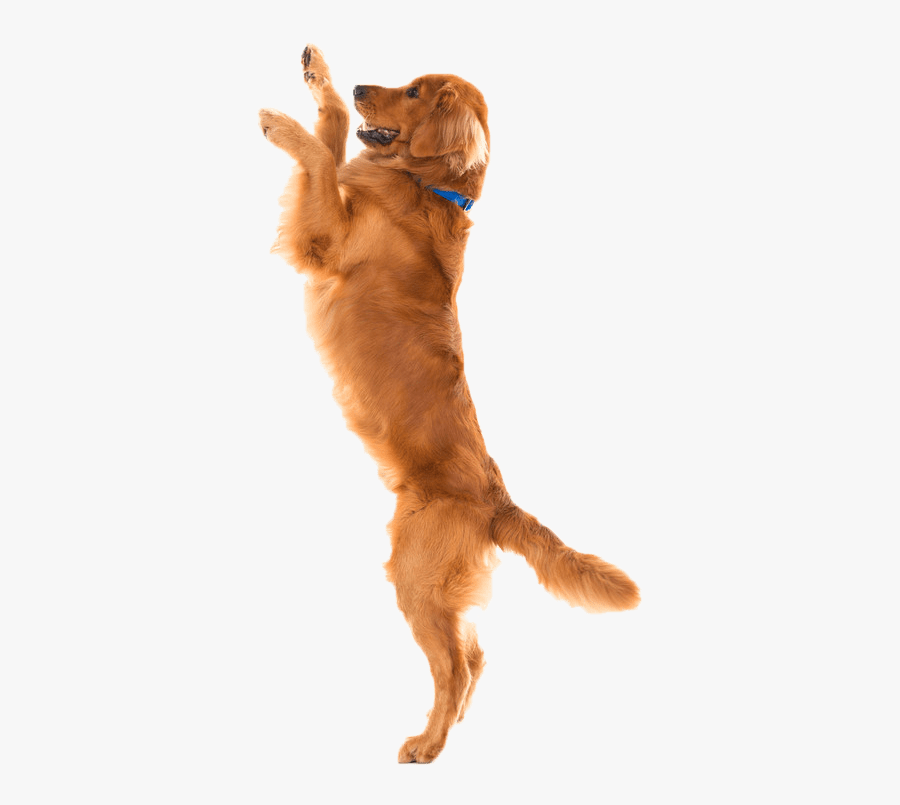 Dog Food Cat Joint Pet - Joint Sticks, Transparent Clipart