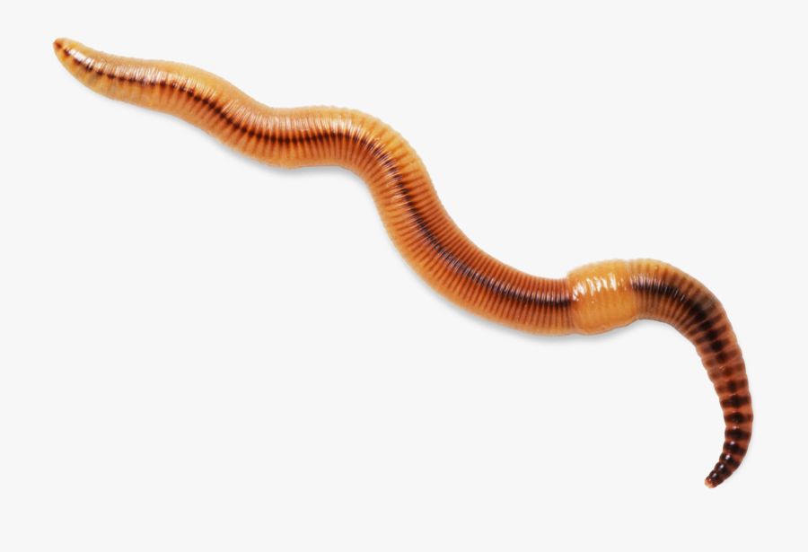 Worms Transparent Background - Worm Transparent Background, Transparent Clipart