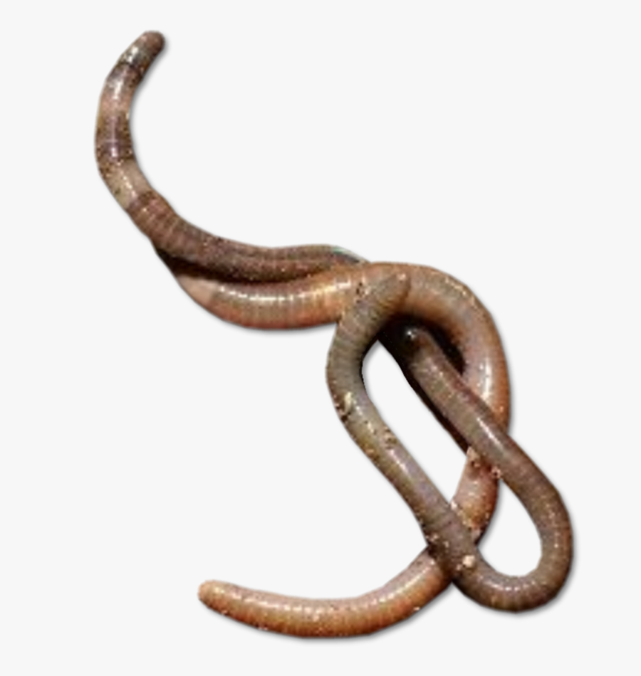 50795 - Transparent Worms, Transparent Clipart