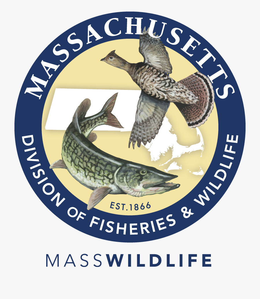 Falcon Clipart Red Tailed Hawk - Mickey Mantle School Logo, Transparent Clipart