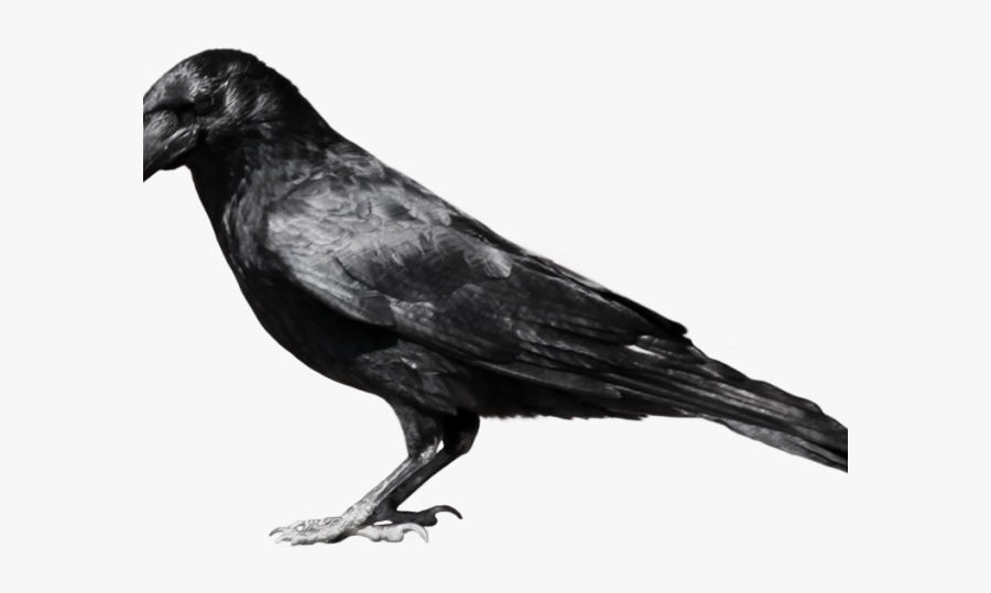 Crow Png, Transparent Clipart