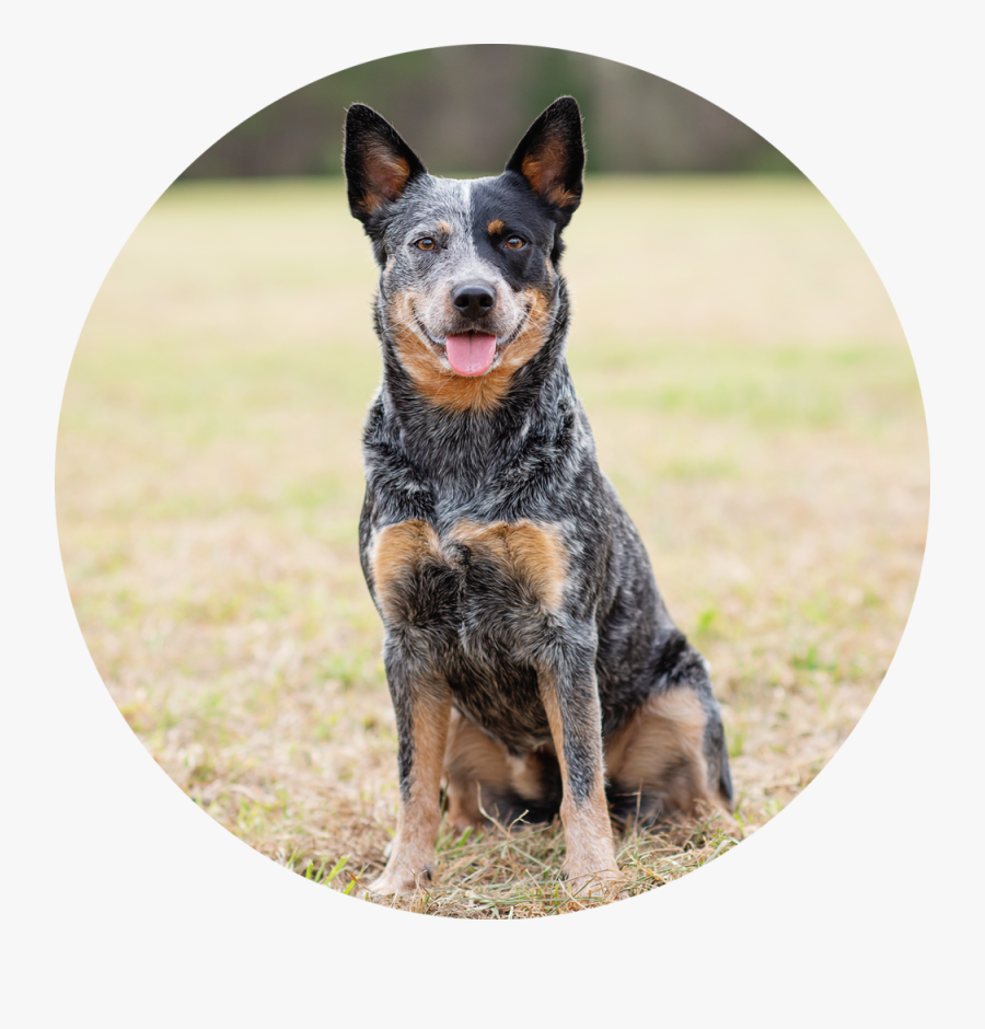 Transparent Jenga Png - Australian Stumpy Tail Cattle Dog, Transparent Clipart
