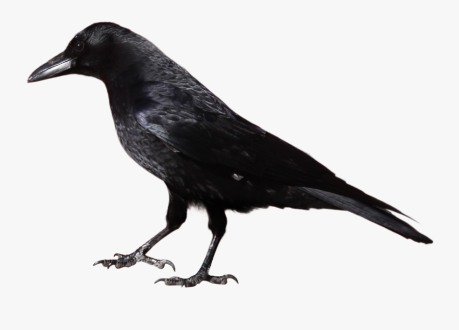 Crow Clipart Black And White, Transparent Clipart