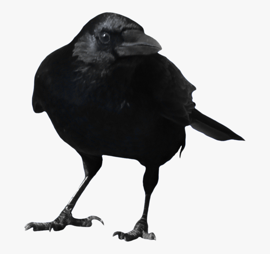Crow Png Images, Download Pictures - Crow Transparent Background, Transparent Clipart