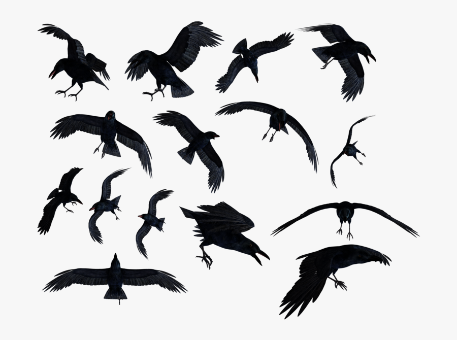 Transparent Raven Clipart Png - Ravens Png, Transparent Clipart