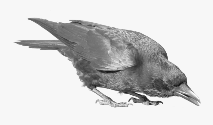 Raven Bird Png Image - Raven Transparent Background, Transparent Clipart