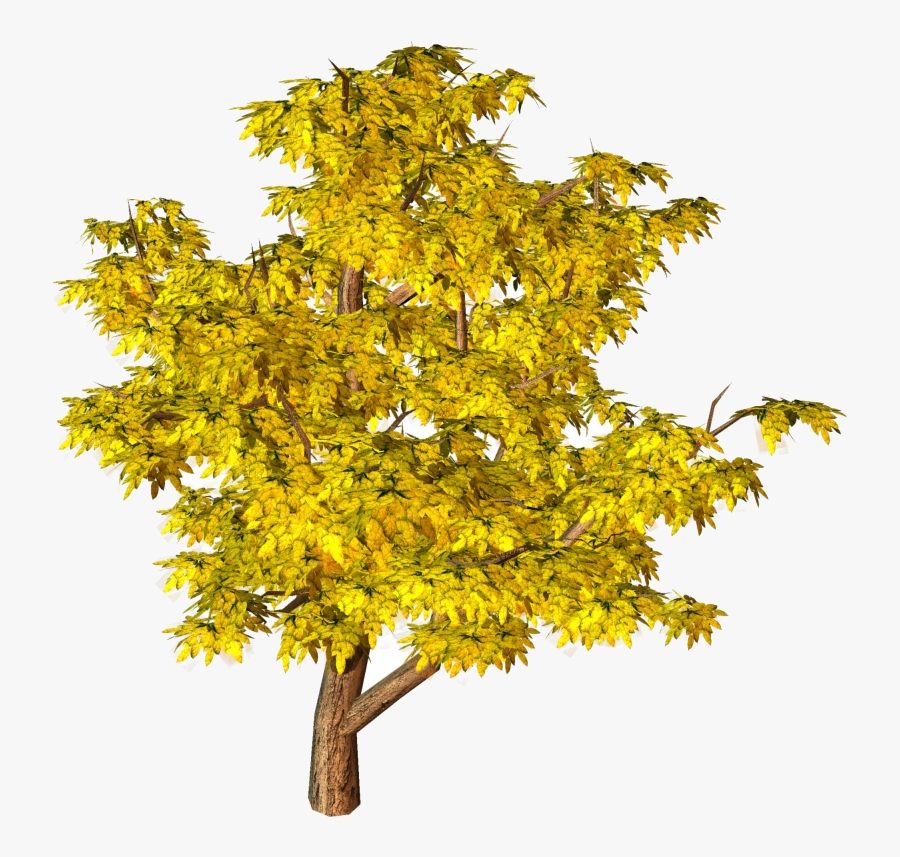 Fall Tree Trees Top View Yellow Clipart Hd Background - Tree Png Hd Background, Transparent Clipart