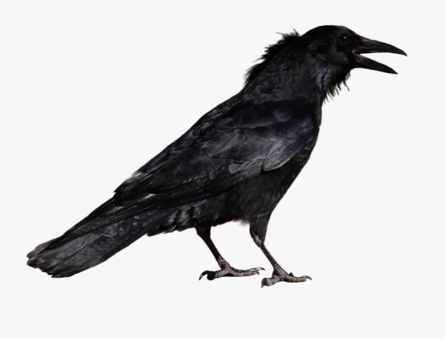 71448 - Crow With Transparent Background, Transparent Clipart