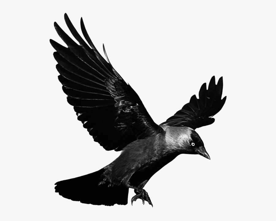 #mq #black #raven #bird #birds - Crow Png, Transparent Clipart