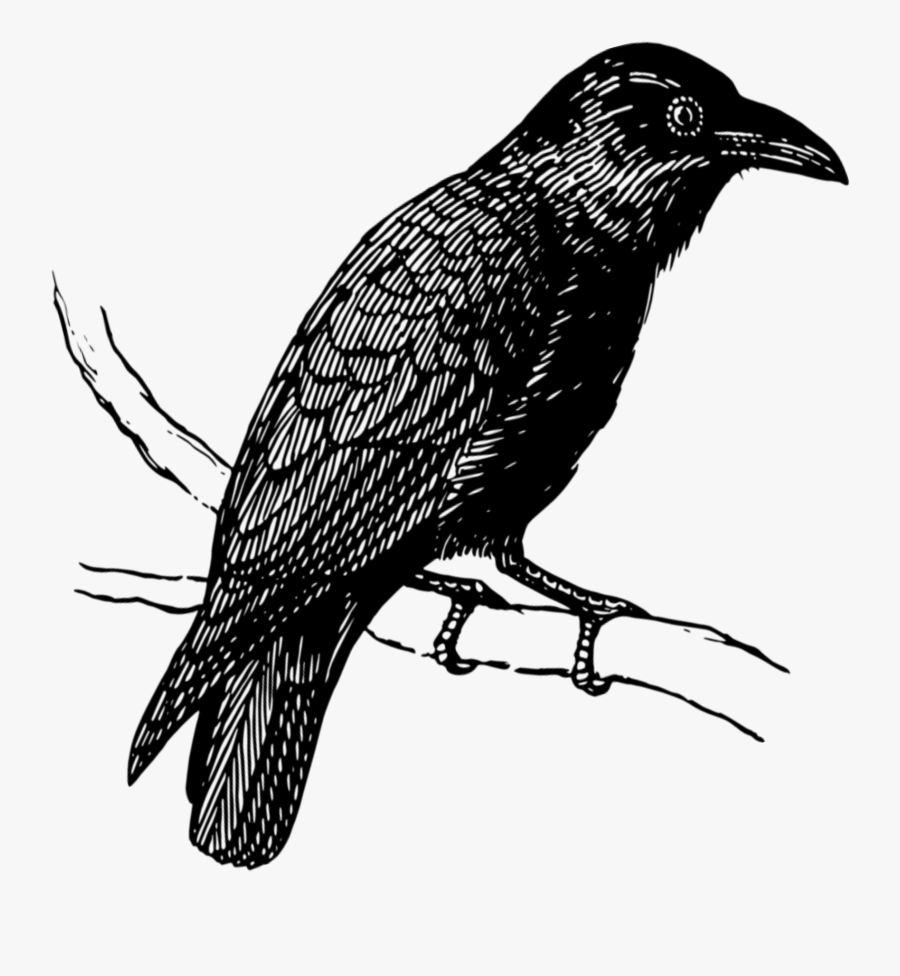 Mq Black Raven Birds Bird Flying - Crow, Transparent Clipart