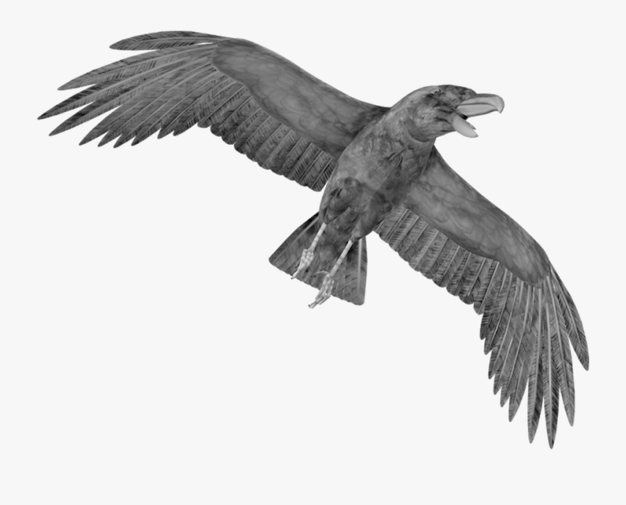 Raven Png - Crow Png, Transparent Clipart
