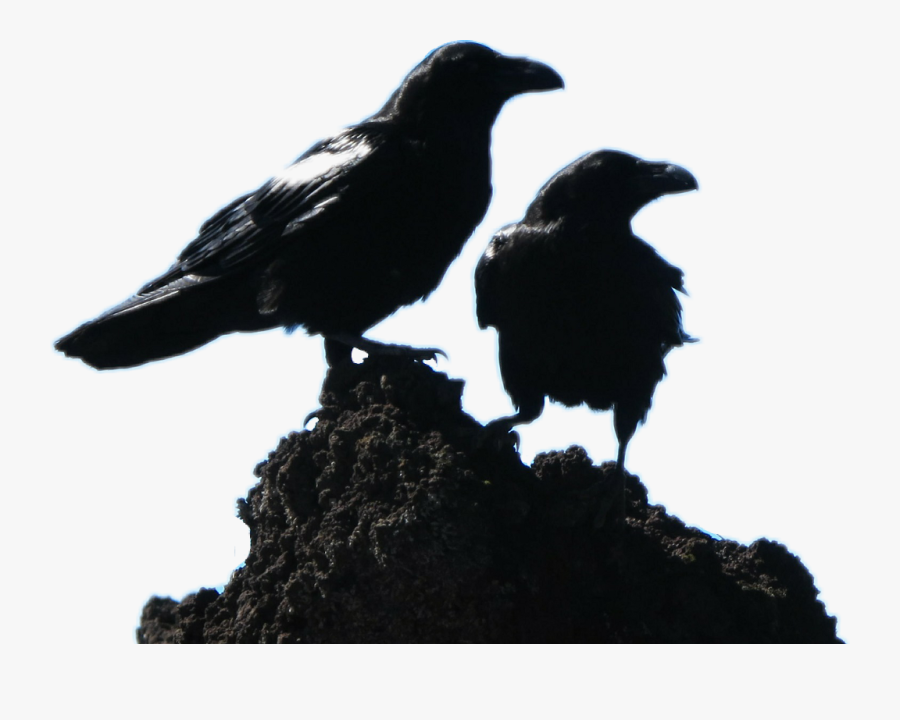 2 Black Crows - 2 Crows, Transparent Clipart