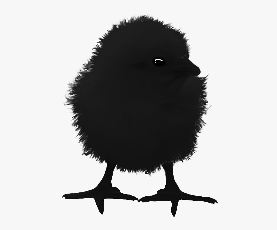 Raven Chick - Illustration - Wiki, Transparent Clipart