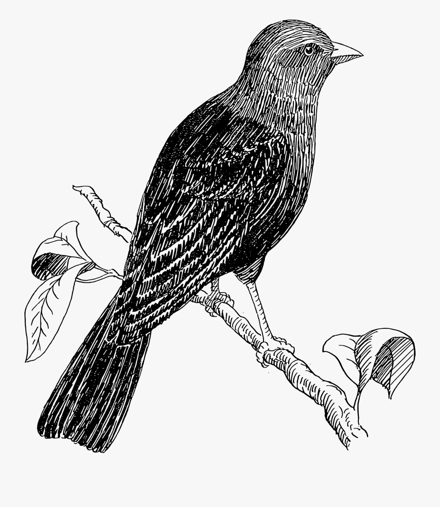 Crow Clipart House - Cuckoo Images In Black And White, Transparent Clipart