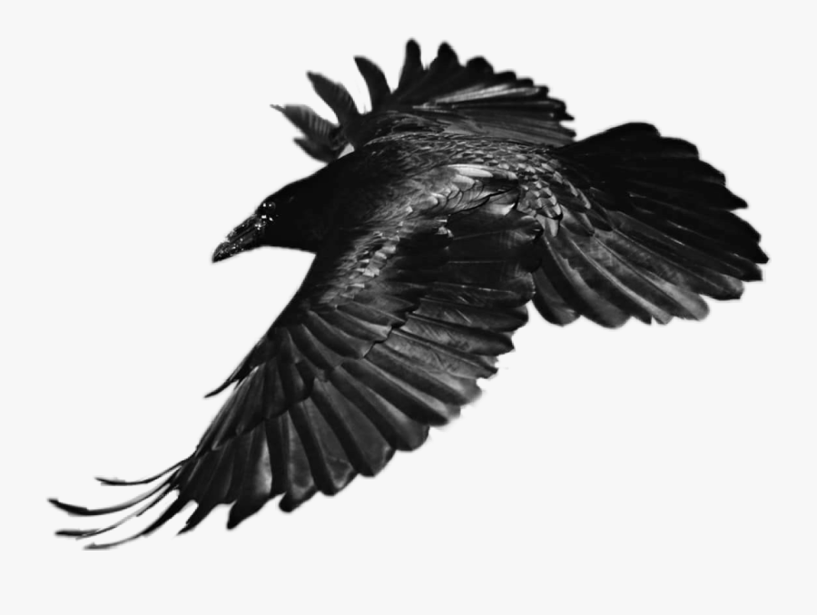 #sticker #raven #bird #flying #black - Raven Flying, Transparent Clipart