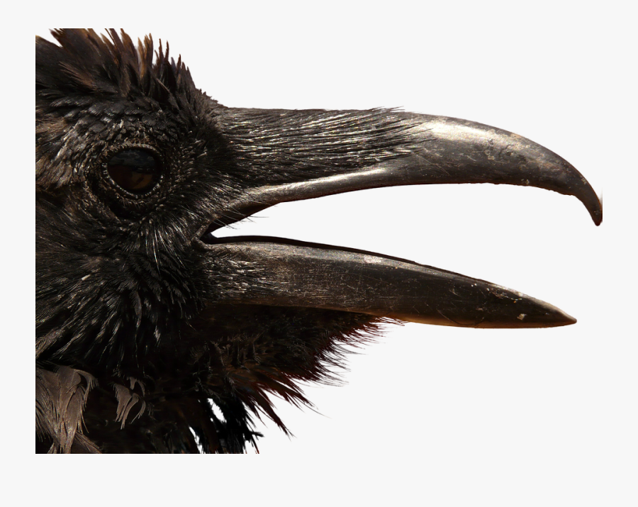 Crow Head Png, Transparent Clipart