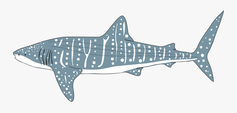Whale Shark Png - Whale Shark Icon Png, Transparent Clipart