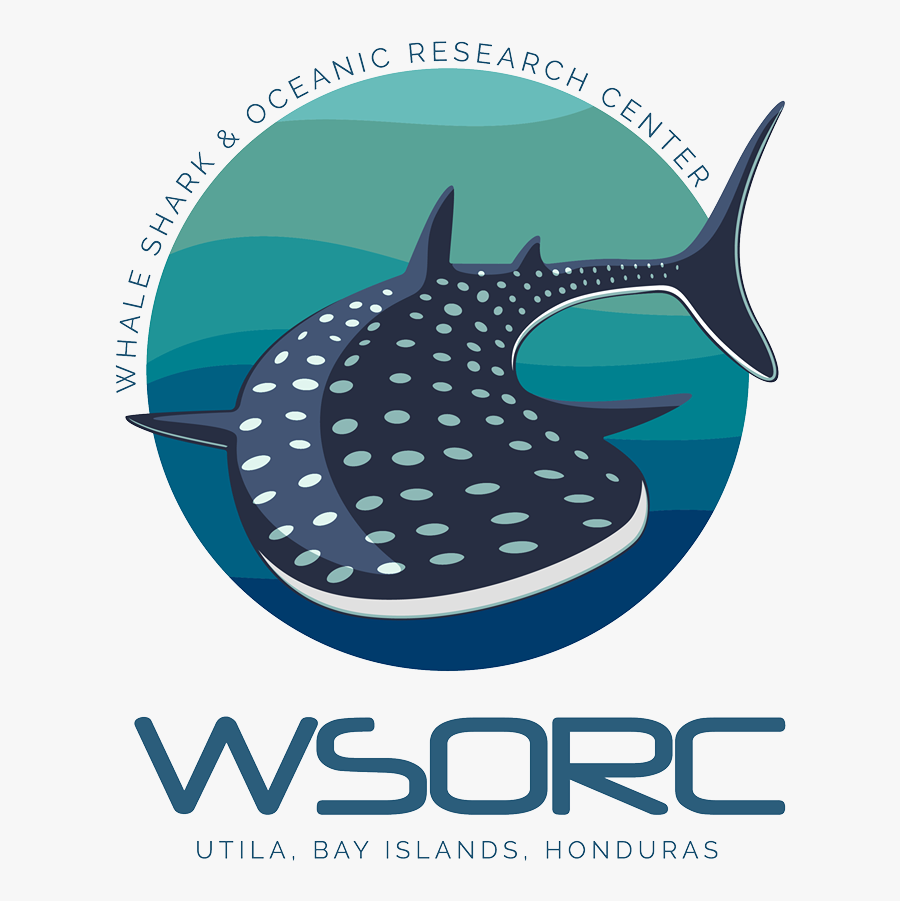 Whale Shark - Whale Shark Oceanic Research Center, Transparent Clipart