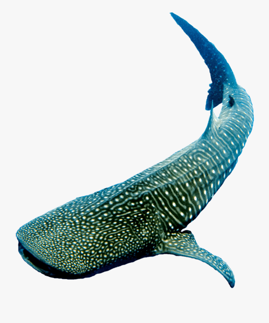 Featured image of post Transparent Whale Shark Clipart Fine art print of pointillism illustration