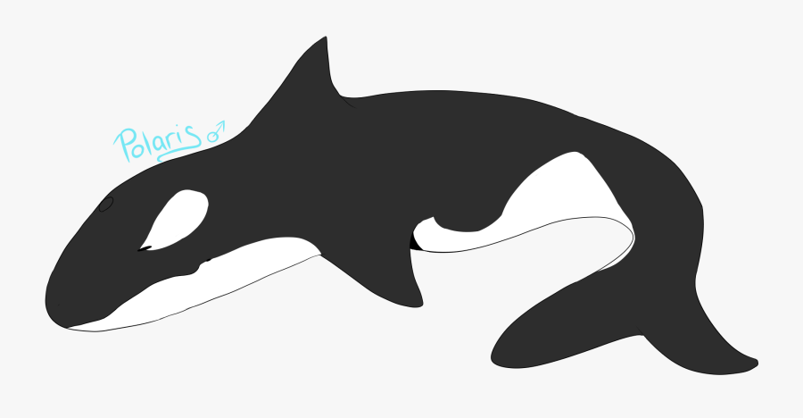 Cat Dolphin Killer Whale Shark Clip Art - Killer Whale, Transparent Clipart