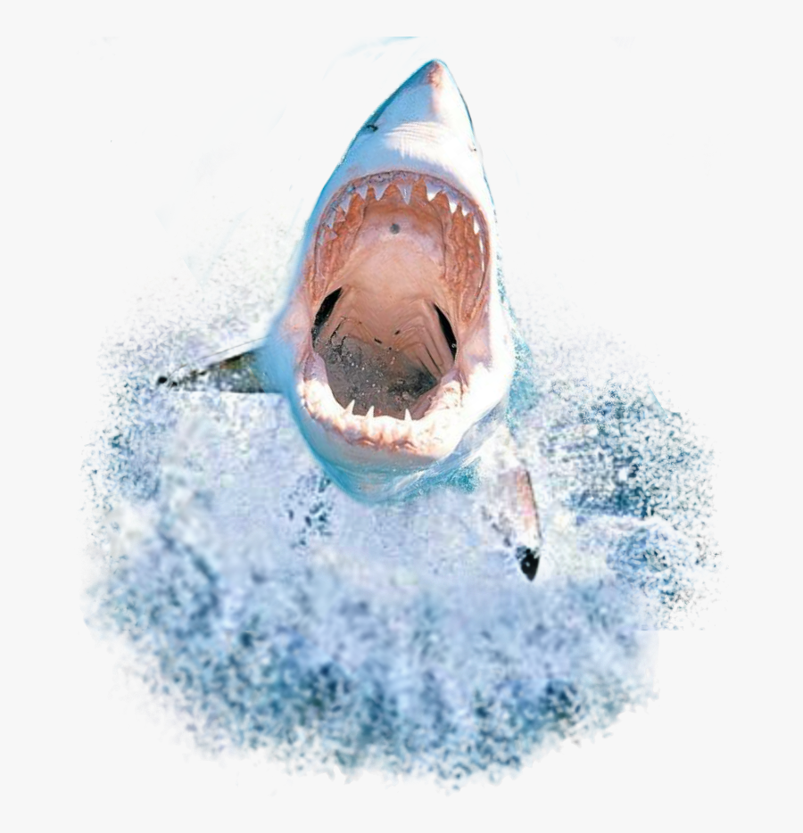 #whale #sharks #shark #fishies #fish #dolphin #whales#remixit - Picsart Png Shark Attack Png, Transparent Clipart