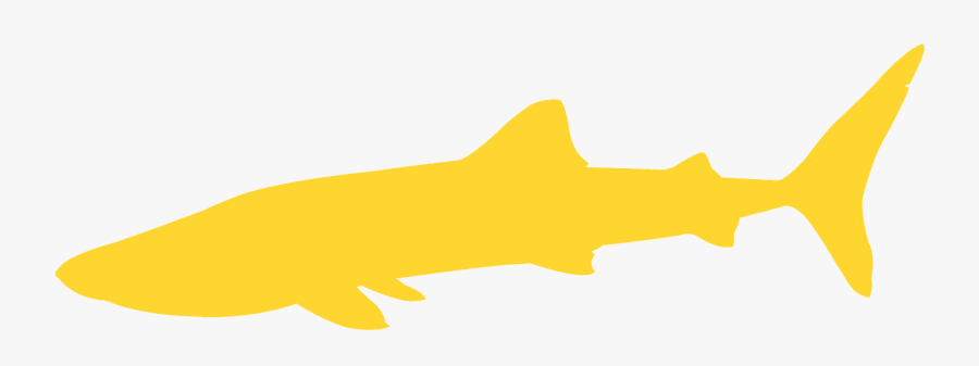 Marine Mammal, Transparent Clipart