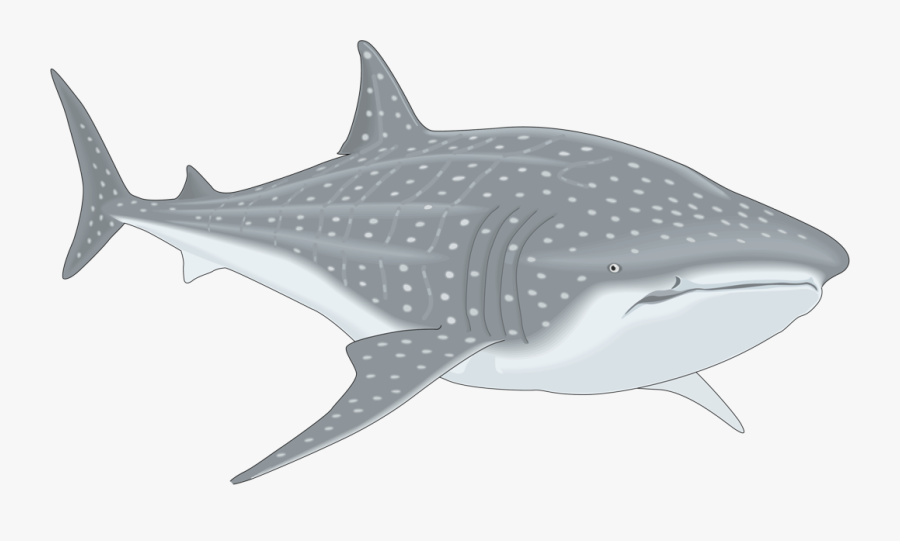 Fish Clipart Shark - Whale Shark Clip Art, Transparent Clipart