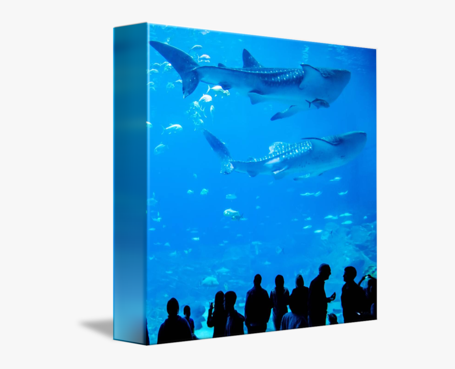 People Swimming Underwater - Whale Shark, Transparent Clipart