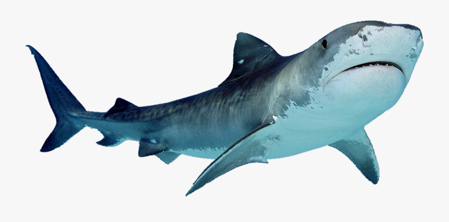 #trend #idk #fiesta #niche #polyvore #moodboard #tumblr - Shark With White Background, Transparent Clipart