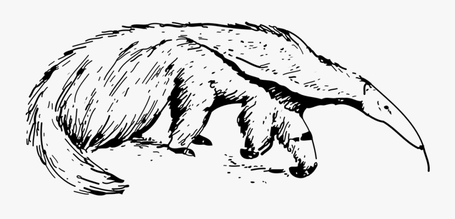 Cartoon Anteater Black And White, Transparent Clipart