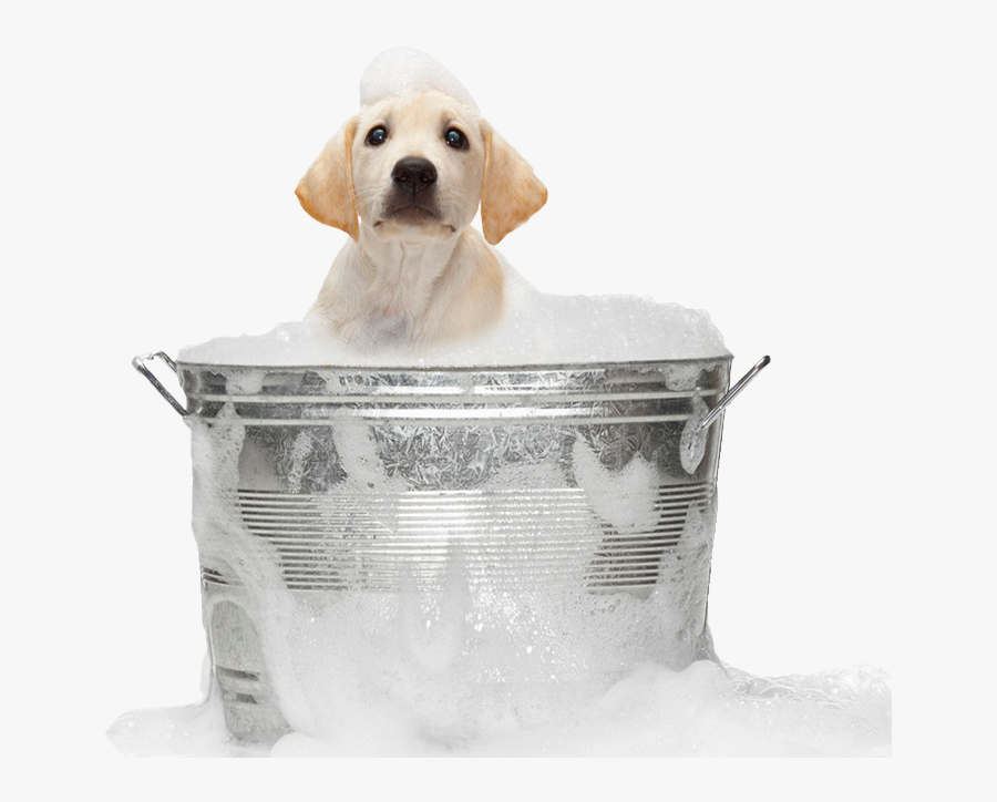 Dog In Bath Png, Transparent Clipart