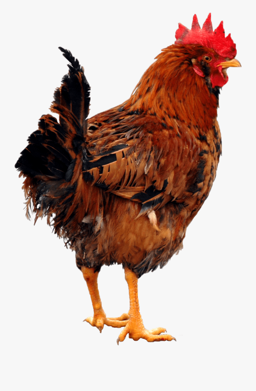 Chicken Clipart - Transparent Hen Png Hd, Transparent Clipart