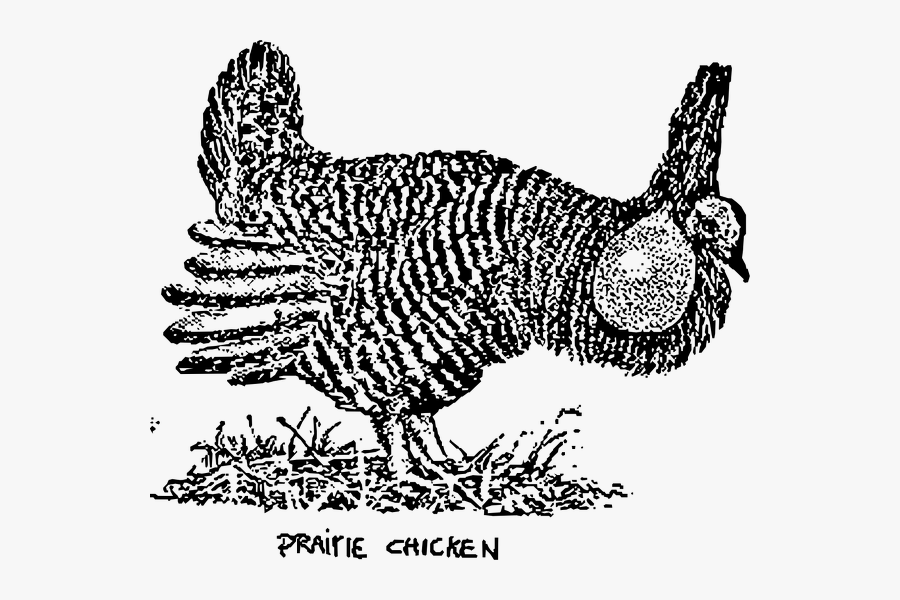 Prairie Chicken Clip Art - Clip Art Of Prairies, Transparent Clipart
