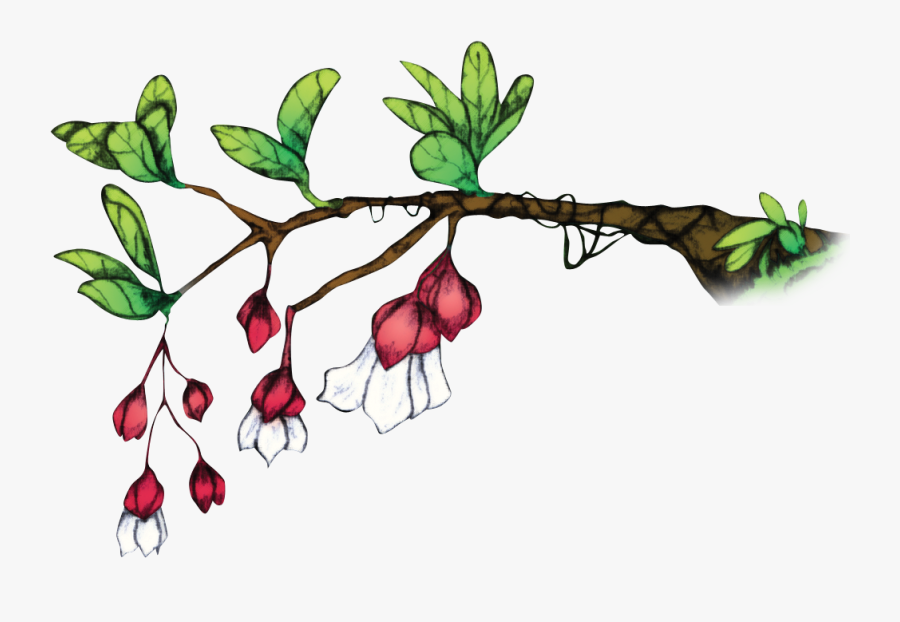 Tagimaucia - Tagimoucia Fiji, Transparent Clipart