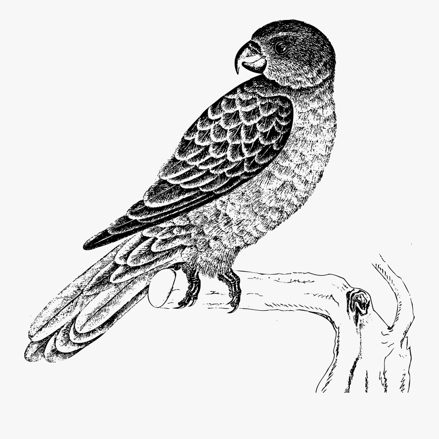 Blue Backed Big Image - Parrot Bird Black And White, Transparent Clipart