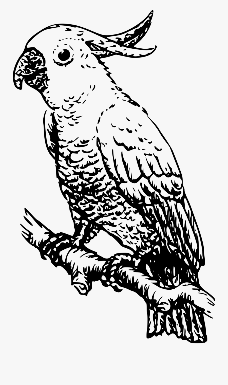 Transparent Cockatiel Clipart - Parrot Black And White Clip Art, Transparent Clipart