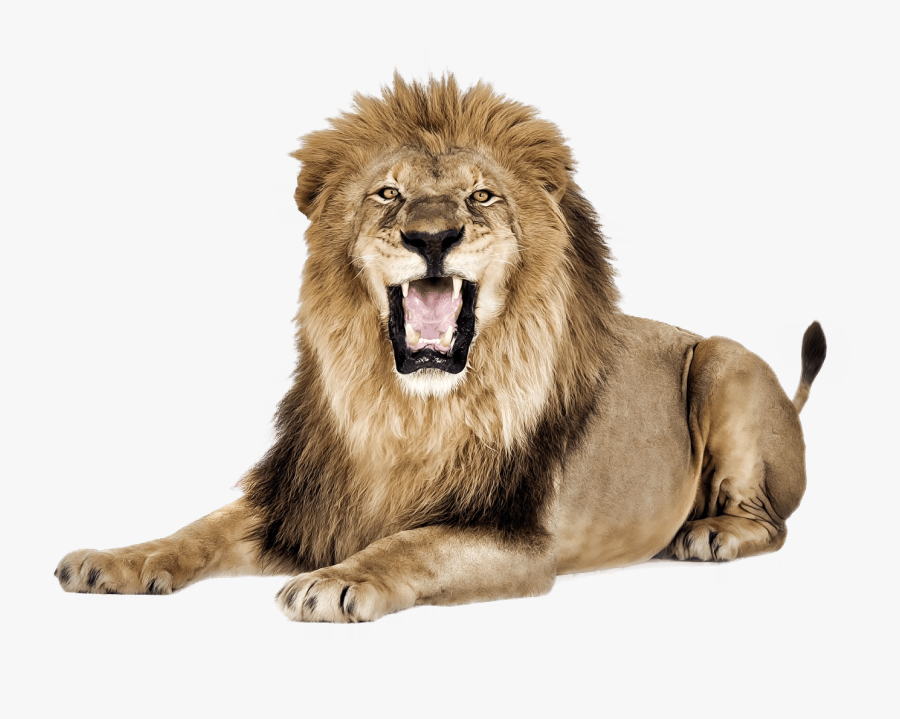 Lion Roar - Lion Hd Png, Transparent Clipart