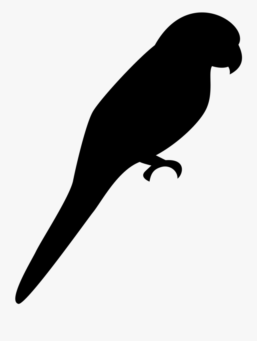 Island, Silhouette Bird Parrot Canary Islands Cana - Parrot Shadow, Transparent Clipart