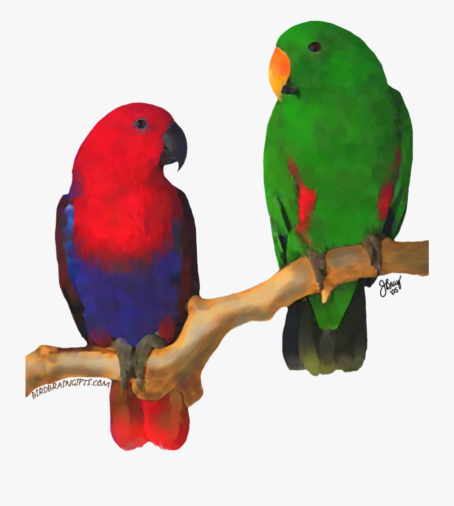 Png Black And White Download Eclectus Pair Digital - Png Ecaleptus Bird, Transparent Clipart