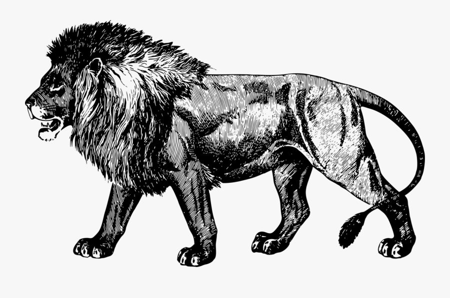 Wildlife,big Cats,roar - Forest, Transparent Clipart