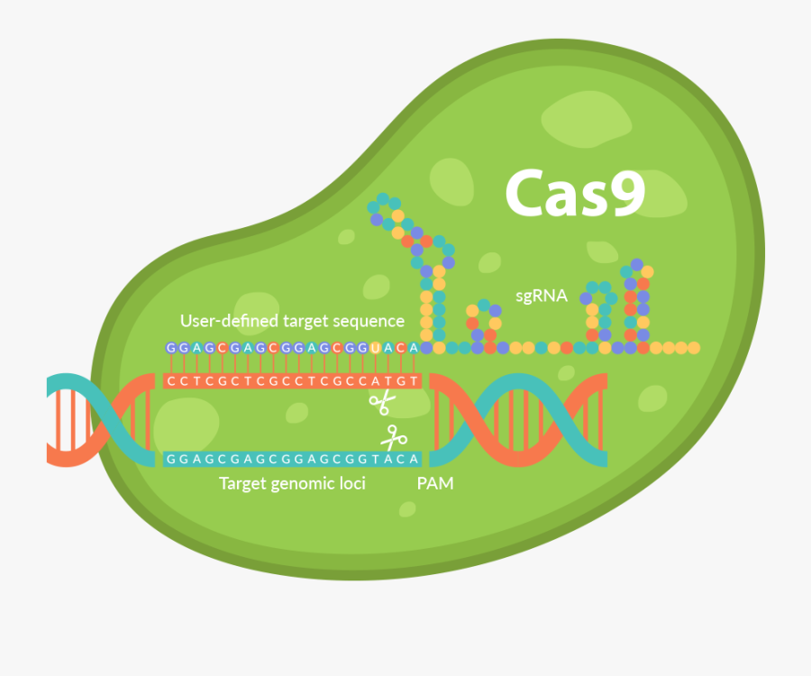 Crispr - Crispr Cas9 Png, Transparent Clipart