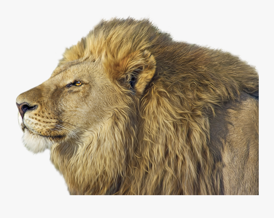 Clip Art Image Pngpix Transparent - Lion Png, Transparent Clipart