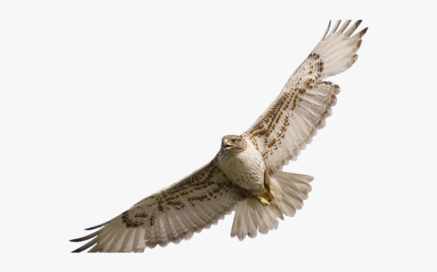 Transparent Background Falcon Png, Transparent Clipart