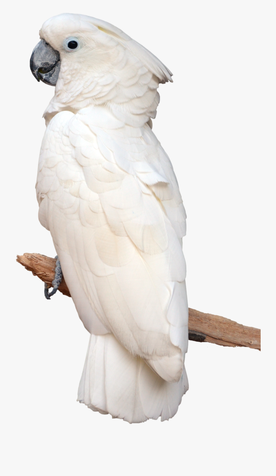 White Parrot On Perch Stock Photo 0804 Png By Annamae22 - Cockatoo Transparent Background, Transparent Clipart
