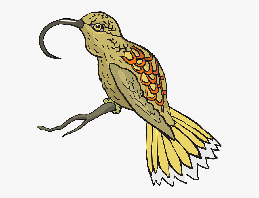 Sunbirds Clipart, Transparent Clipart
