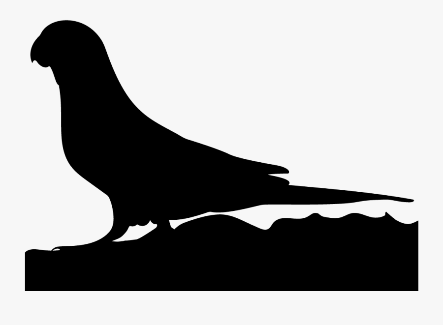 Parrot, Transparent Clipart